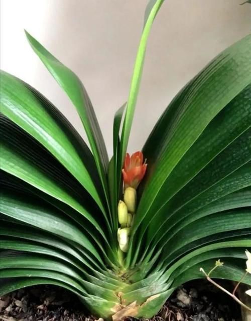 君子兰花夹着花，开放不出来怎么回事？