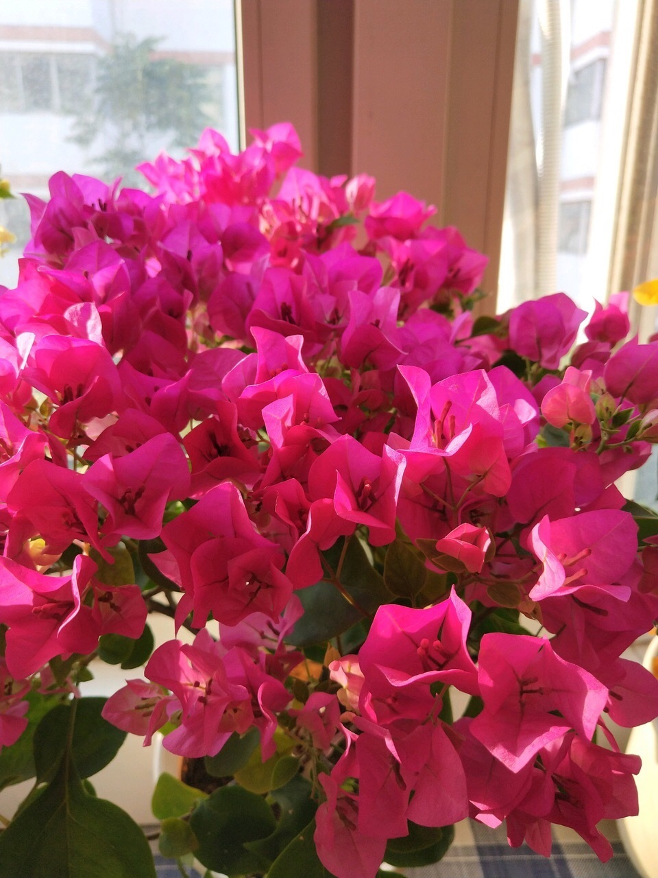 养三角梅、月季花,学会“催花”,开花一年比一年多,花期更长