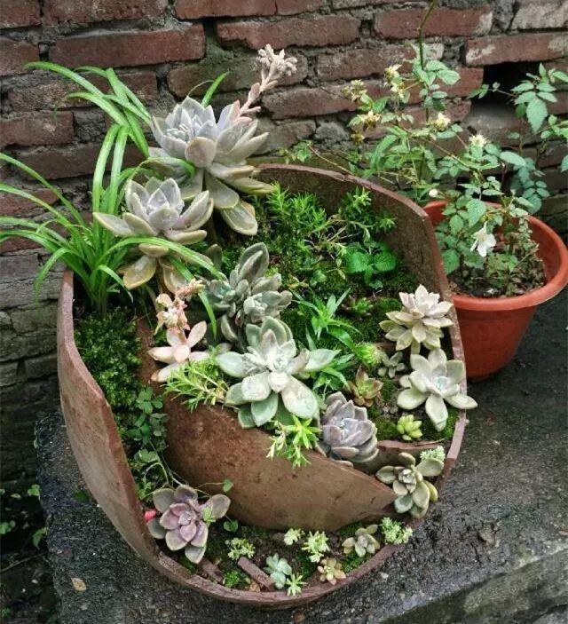 他用菜坛子种多肉，1分不花，呼呼长成“大米饭”！