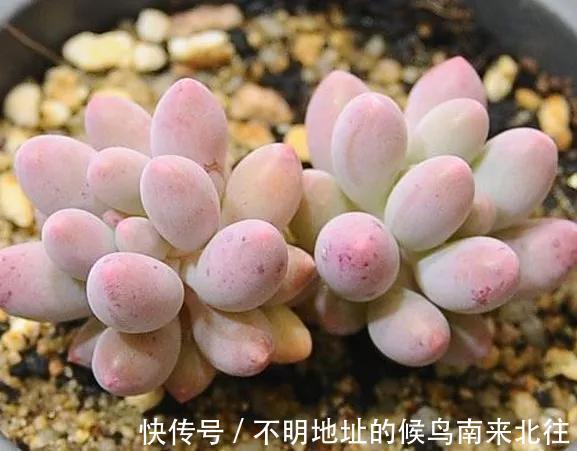 60种多肉图鉴及养护要点，1分钟学会，超全超实用！