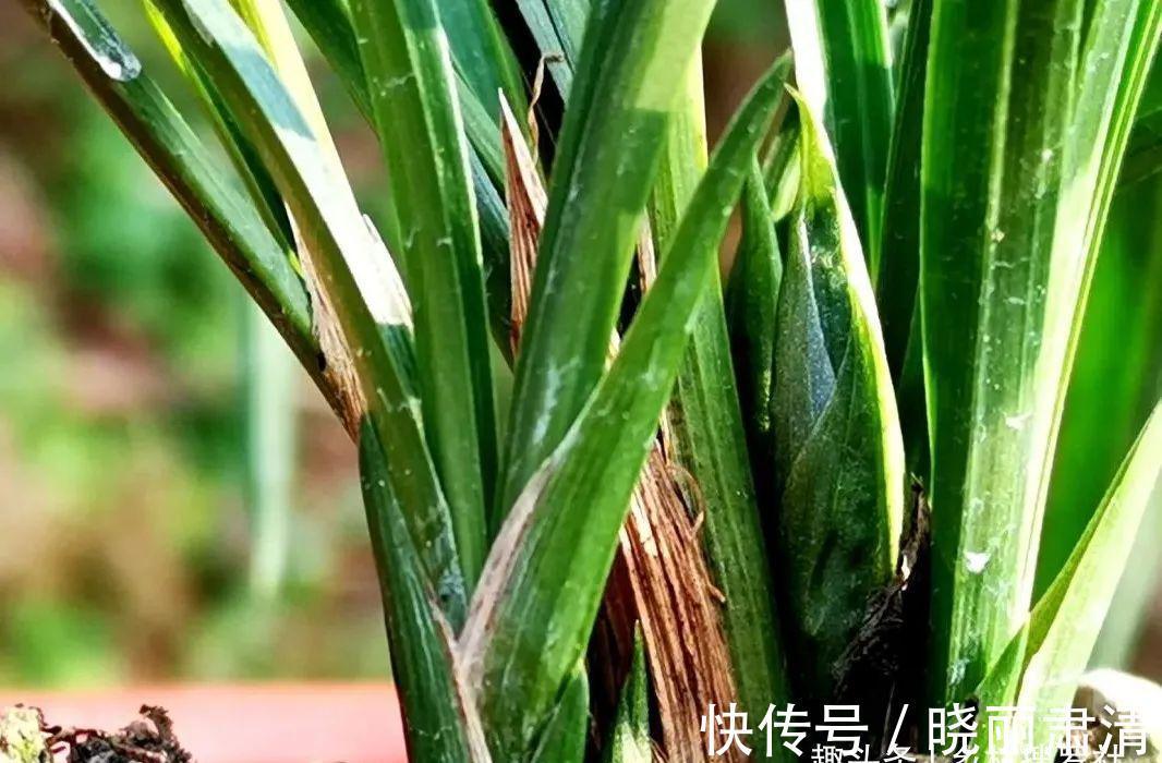 立冬以后兰花不能浇水,这个观点害惨了兰友,春兰蕙兰花苞都没了