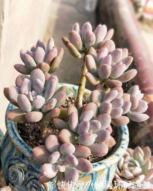 喜欢多肉就选这3款,好看又好养,最易长成高价老桩,适合新手!