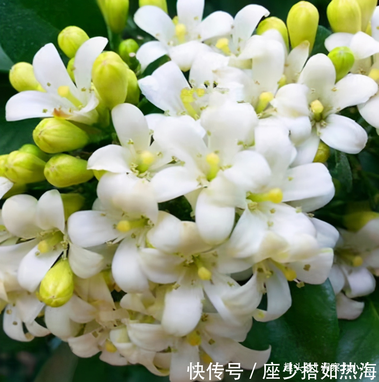 以香出名的 九里香 顺着 三习性 养 夏秋赏花 不停歇 粉紫色 以香出名的 九里香 顺着 三习性 养 夏秋赏花 不停歇 粉紫色