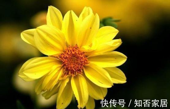 花友|农历7月5号起，最适合养这些花，花开香气扑鼻，庭院变花海
