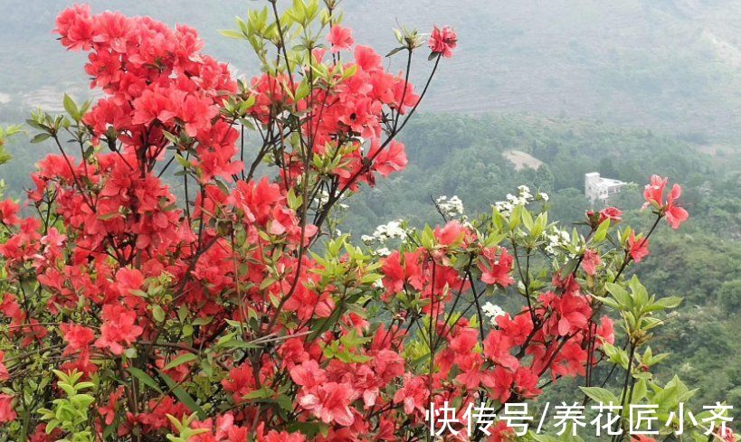 漂亮|适合庭院养的4种花，夏天冬天都不怕，开花漂亮，南北方都能种