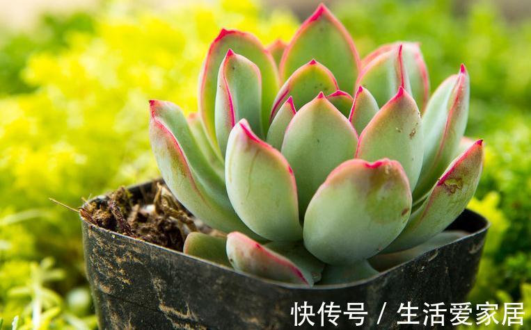 多肉植物|喜欢多肉植物只要重点关注这四点，如果作的好你也算半个高手了
