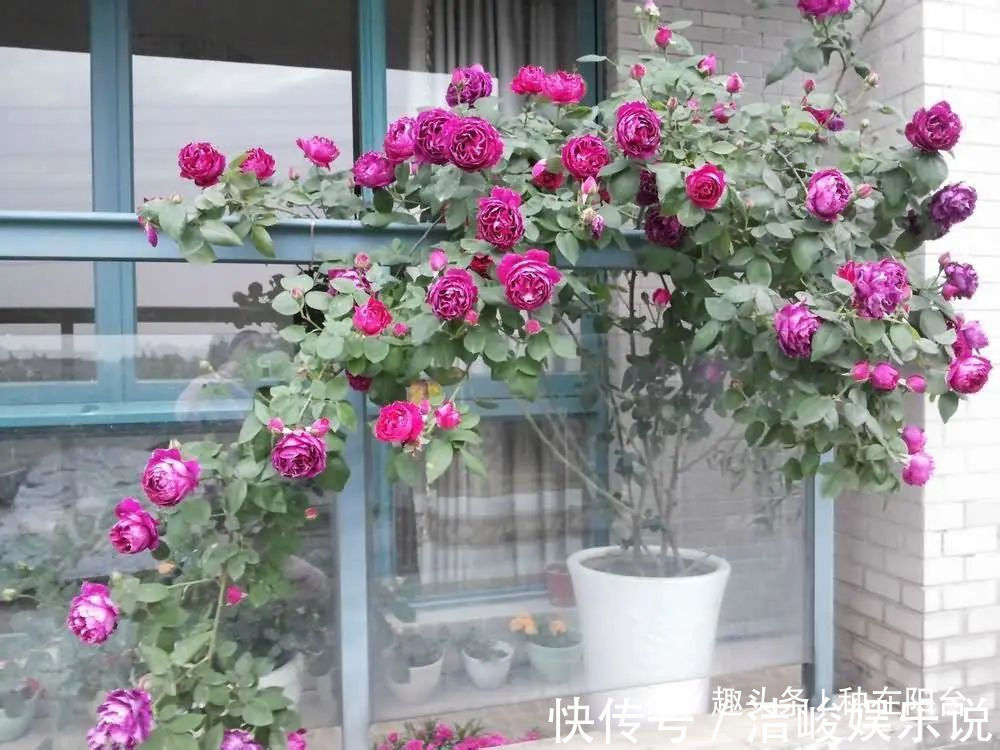 台友们|揭开月季、玫瑰与欧月身世之谜,选花多、貌美、香气浓的来栽种