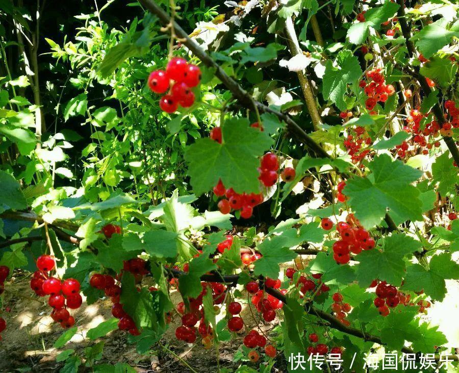 适应能力|盆栽一棵小果树,结出一串红果果,全家人吃不完!
