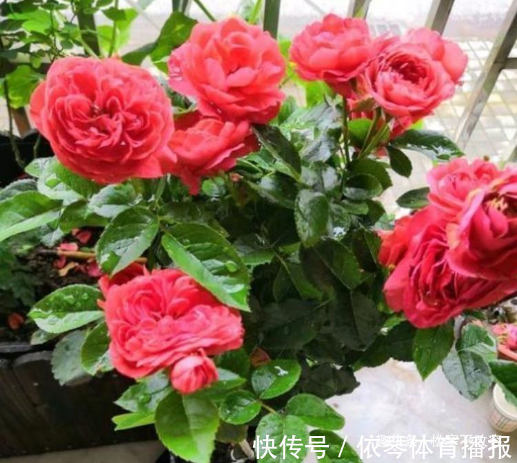 鸿运当头|几种花超好养,花朵小巧玲珑,花叶俱美,养盆放阳台美极了