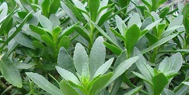 椿芽|农村常见的这七大野草,常吃清肺热,降三高,在城里吃不到!