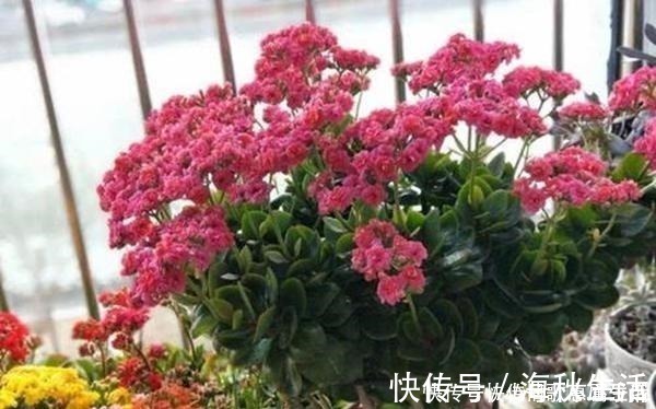 耐旱|阳台养花,就选这几种,一个月不浇水,也能打鸡血似的开满花!