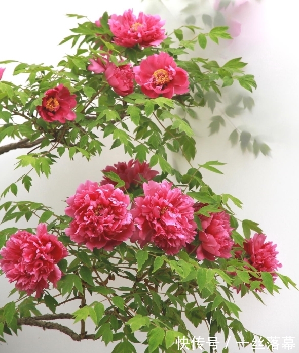 库拉索芦荟|7种“富贵花”,客厅养一盆很合适,越养越值钱,能活一百年