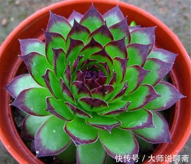 观音莲|3种最精美绿色多肉,要求低好养护,比工艺品还漂亮,最适合新手