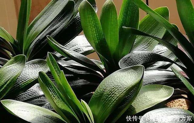 浇水|君子兰,不长叶子,不开花用上1个狠招,俩月花箭窜出来