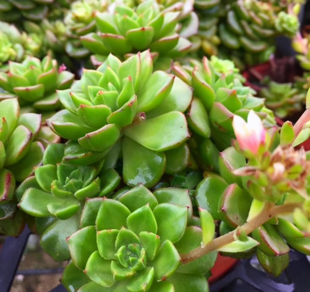 6种风车草属多肉植物 各有特色 你喜欢哪种呢 粉紫色 6种风车草属多肉植物 各有特色 你喜欢哪种呢 粉紫色