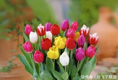  就可以|这种花像“酒杯”，不怕冷好养活，曾经的“天价花”，现在处处开