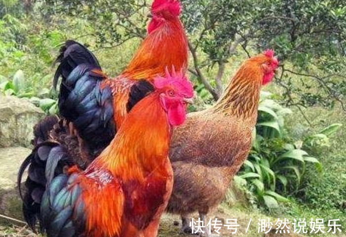 大蒜|食疗此物和鸡肉不能一起煮,很多人还傻傻当补品,别忽视