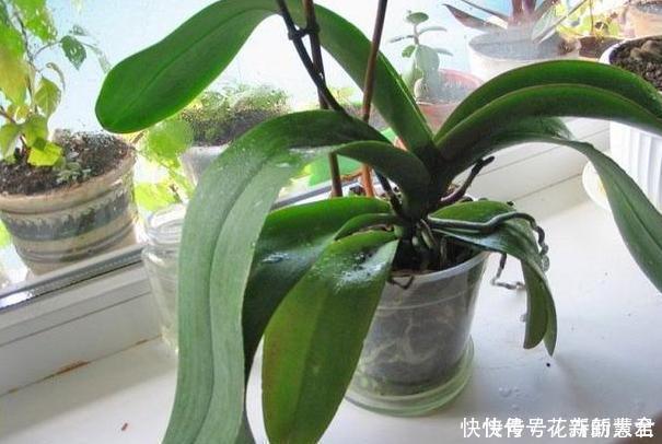 大蒜养花好处多,使用正确花草不生病虫害、黄叶情况少得多