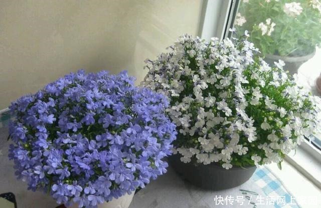 别养绿萝吊兰了，此花更值得拥有，丢土里就能活，四季开花爆盆！