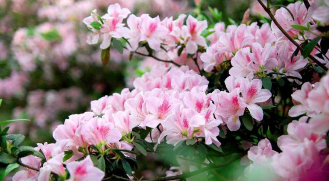 春深|清初大诗人施闰章一首《山行》,同样写得很美,山野春景如诗如画