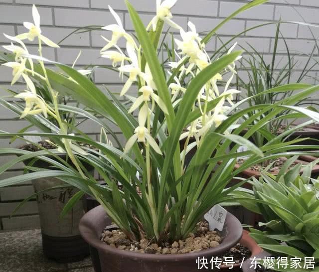 发酵|养花最好的“有机肥”,原来是粪球球,什么植物都能用,养啥都旺