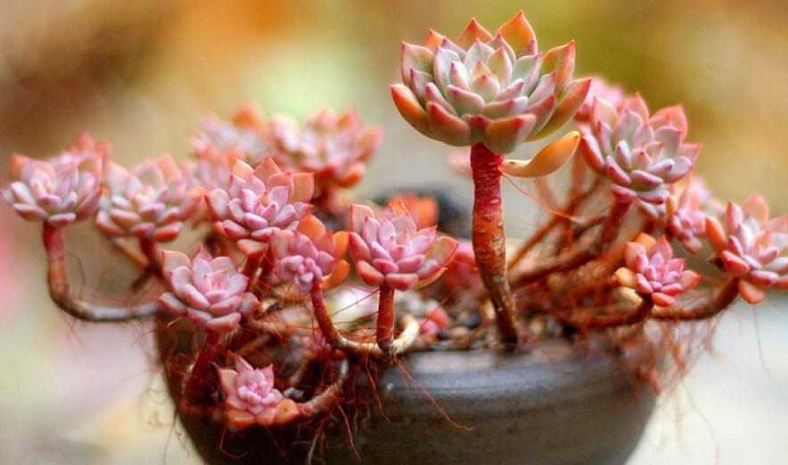 多肉植物夏季出现一种现象,是在向你发求救信号,一定要及时处理
