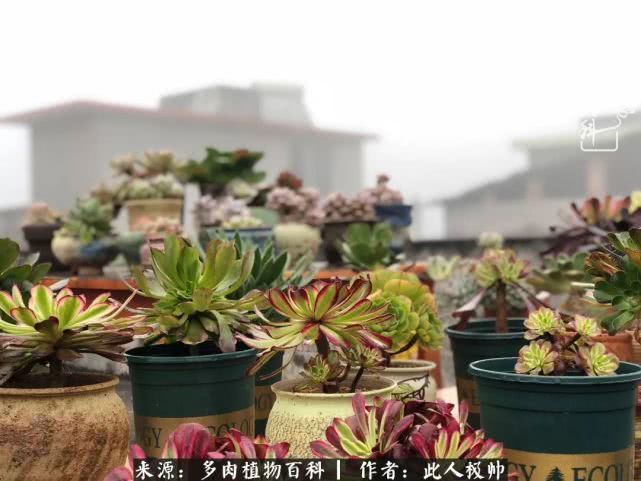 骄阳艳玫瑰,梦幻魔法师!独爱你的百媚千红!