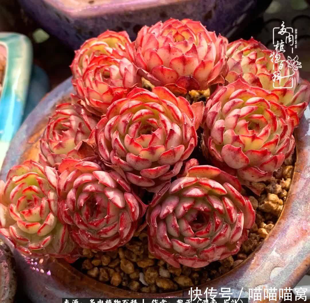 最温暖不过人间烟火,来自逆挂区的多肉!