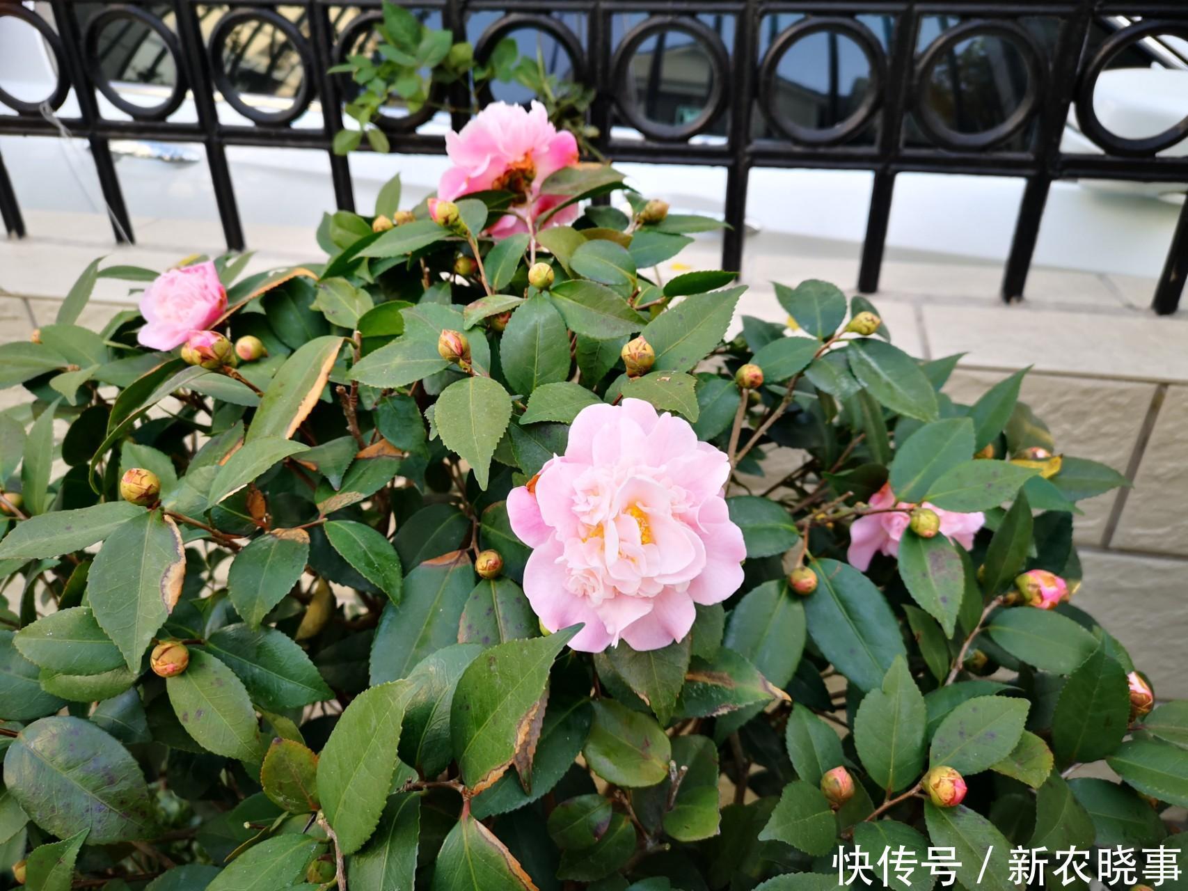 香妃茶花长得枝繁叶茂,全靠方法得当