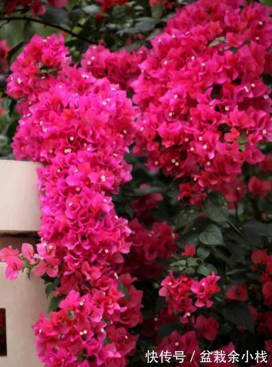 花芽|秋天养三角梅，合理的掐芽打顶，新芽侧枝一起长，绽放层叠群花