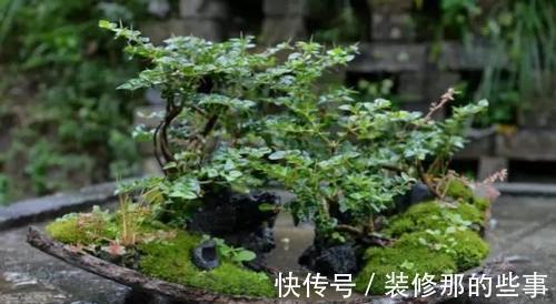 个性|破壶烂瓦做盆,每一个都破出了个性
