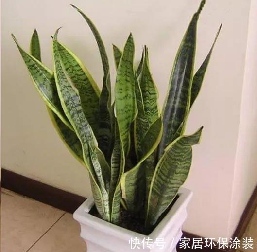 浇水|4种不娇气的花，管理很粗犷，照样能开花，枝叶美到爆