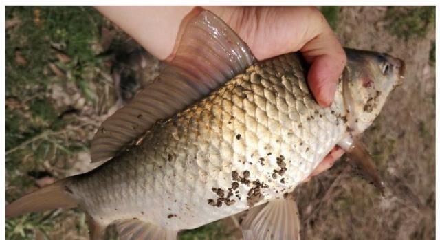 5月难钓鱼肯定是你饵料错了,用对这“3步”,大鱼滚滚来