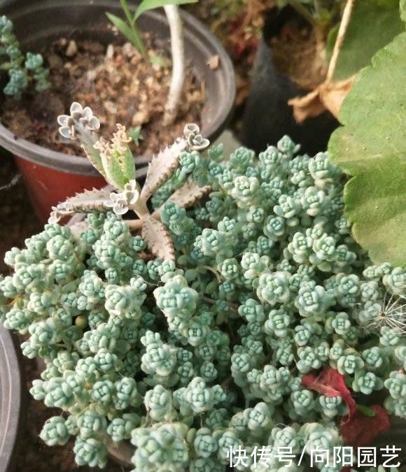 室内养多肉，不建议大家养“群生”，容易出问题，很快变光杆