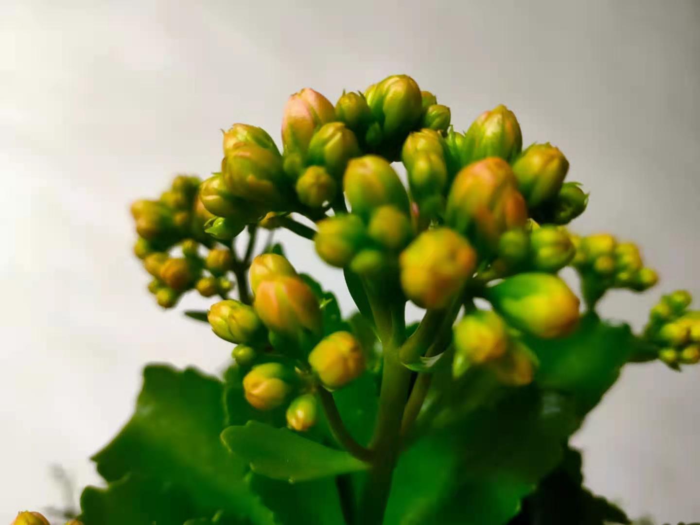 长寿花在打花骨朵的时候,养护做到4点,开花满盆并不难