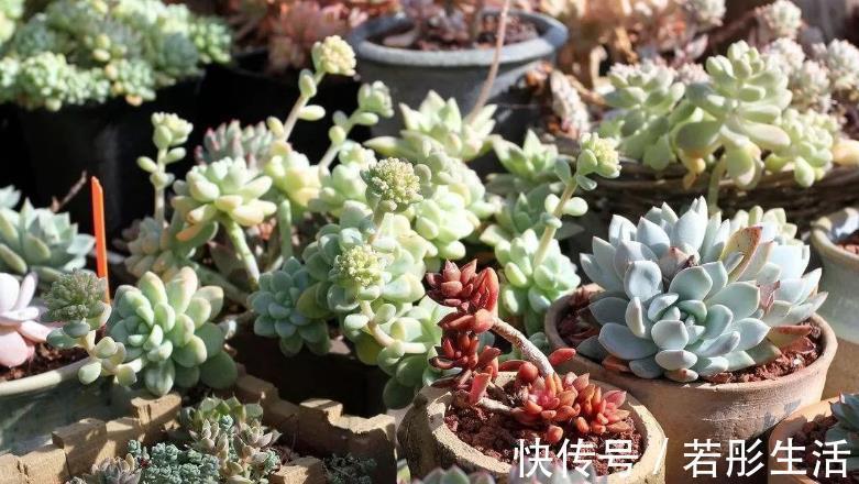 花盆|想给多肉提升颜值？挑选花盆注意这3细节，盆栽美美哒