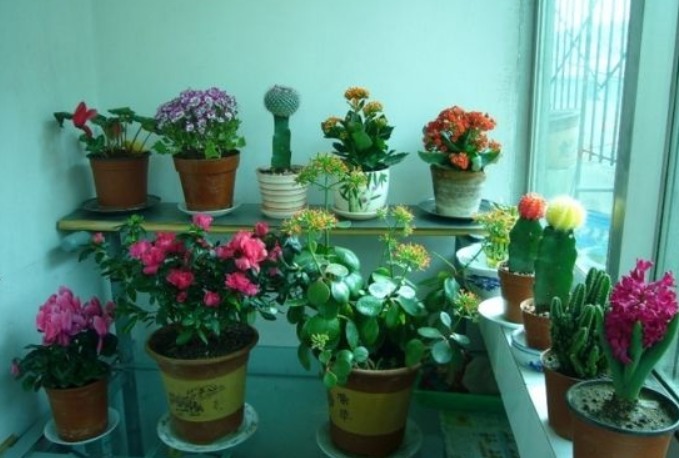 浇花看似简单，其实有很多讲究，学会4点后，植物再也不烂根了