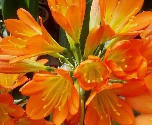 君子兰烂心要死了别扔,教你一招,分分钟满血复活