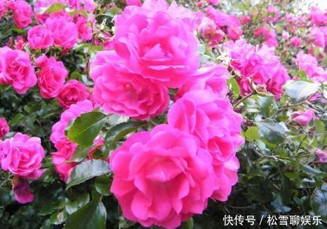 好养易活的几款花卉,花大服盆快,枝头窜满花苞