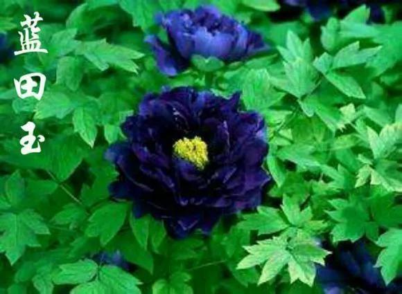 喜欢牡丹花，却一不小心买到芍药！附牡丹花品种图鉴大全