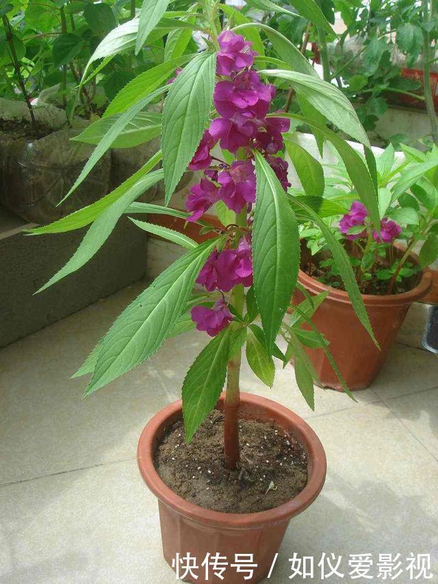 这种花是天然“染发剂”,阳台种几盆,白发去无踪