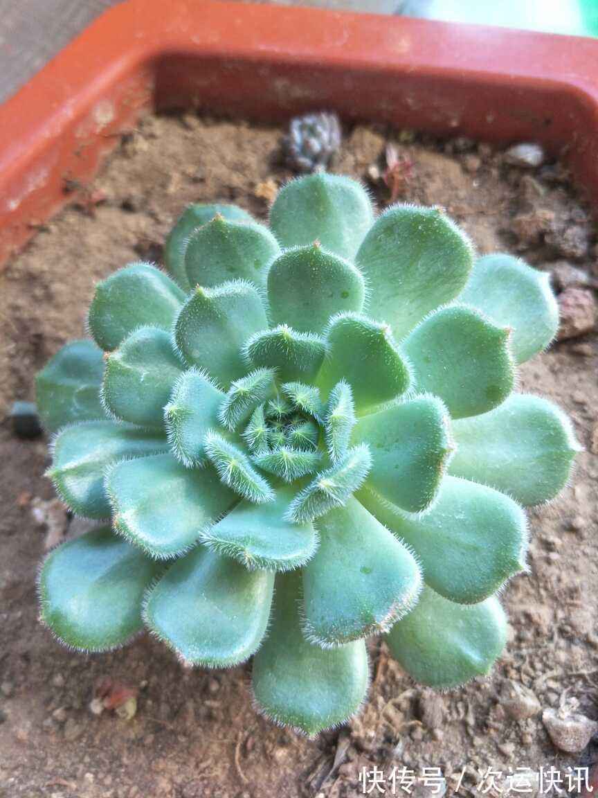 多肉越长越瘦,都怪你不会养,2招就能胖起来!