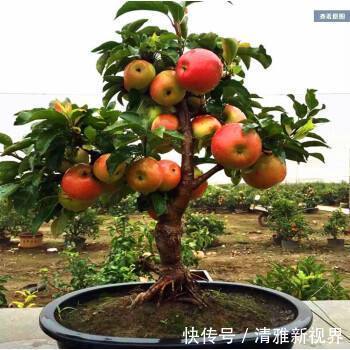营养均衡|高手养花，把苹果树做“盆景”，造型优美、年年挂着“红苹果”