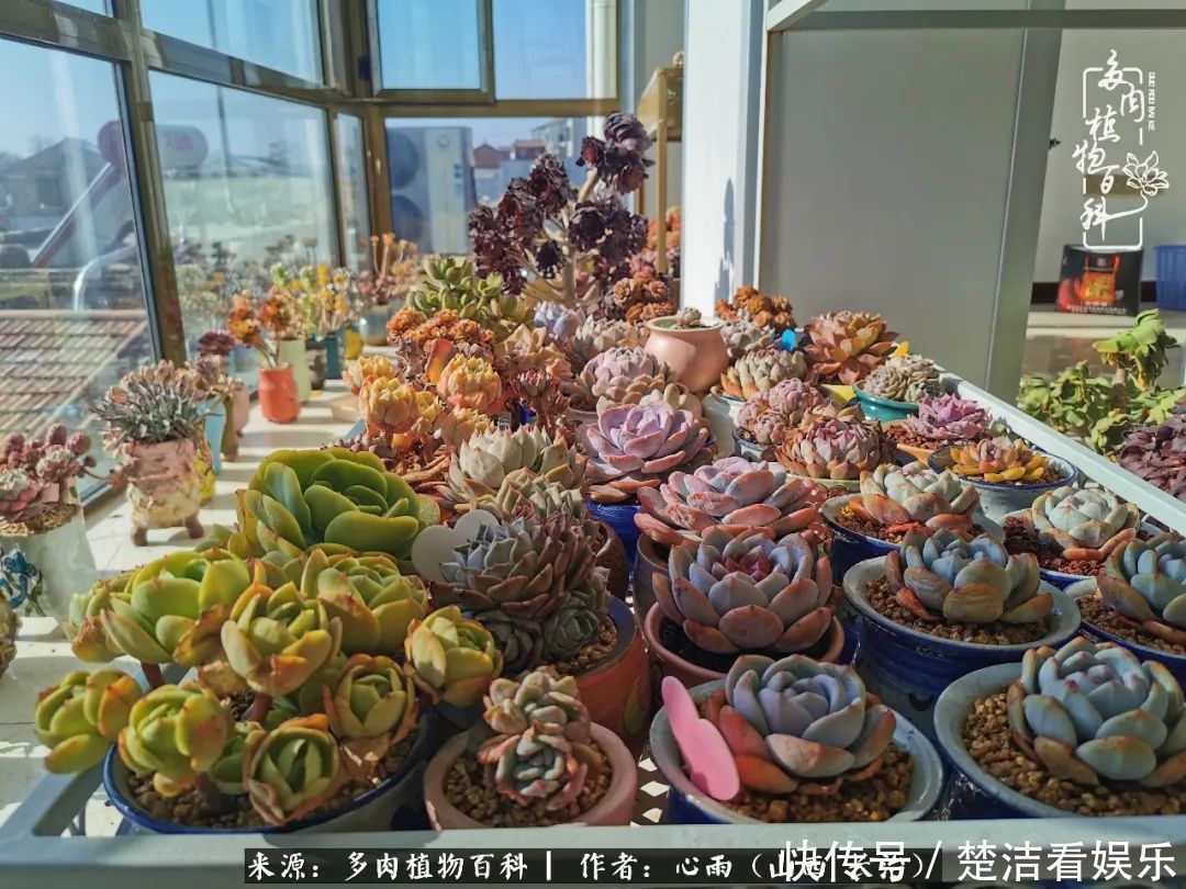 三色堇|懂得珍惜的人,才值得拥有更多美好的事物!养多肉也是如此!