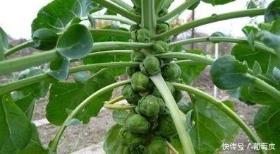 补肾壮骨|农村这些野菜功效高,健胃通络,还减肥补钙,城里人抢着吃。