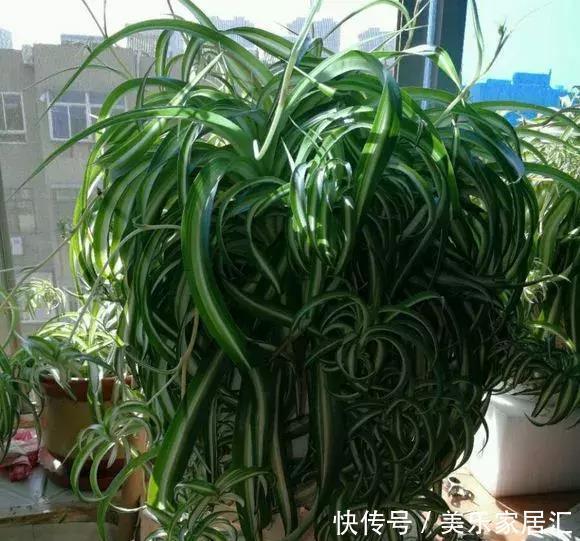 银边吊兰|13种常见吊兰，个个美成仙，快看看你家有几种？