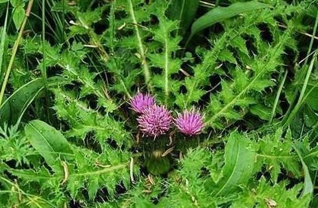 野菜|乡下浑身是刺的野草,过去当杂草砍除,如今是上好野菜,不看吃亏