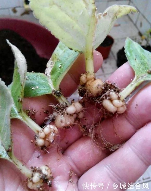 白根|5种“漂亮花”,掰个叶子插土里,7天长出大白根,一盆繁殖几十棵