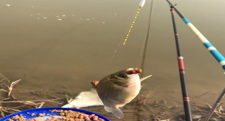 老钓手分享黑坑饵料三部曲，一不小心就成坑冠了！