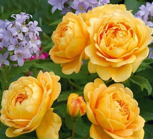 夏洛特夫人|推荐10种浓香月季,花量大花期长,新手也会养,值得拥有